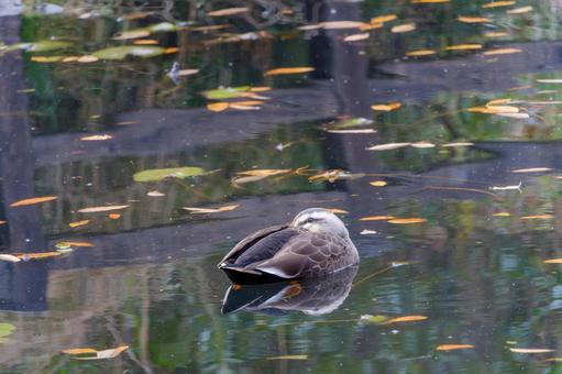 Photo, cargamo, bird, wild bird, 
