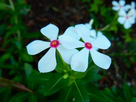 【花の写真】ニチニチソウ(日々草) 【花の写真】ニチニチソウ(日々草)の写真