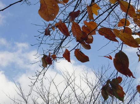Remaining Autumn Leaves-11, JPG Remaining Autumn Leaves-11, JPG