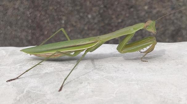おすましするカマキリのメスの写真