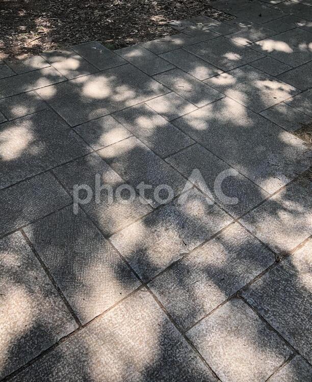 木漏れ日 影,地面,陰影の写真素材