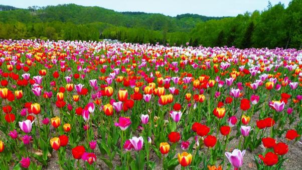 満開に咲き誇るチューリップ畑 滝野すずらん,チューリップ,花の写真素材