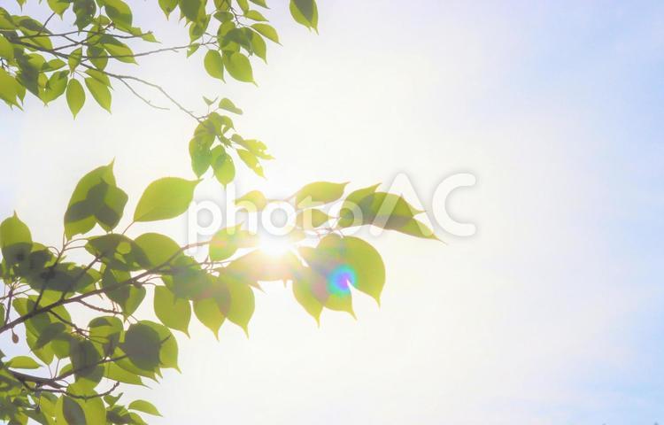 新緑の隙間から陽射しが眩しい 木,木漏れ日,枝の写真素材