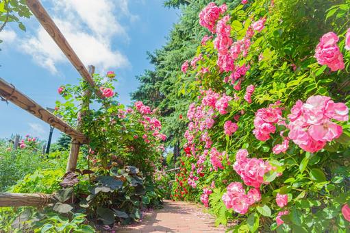 北海道 札幌のバラ園 北海道 札幌のバラ園の写真