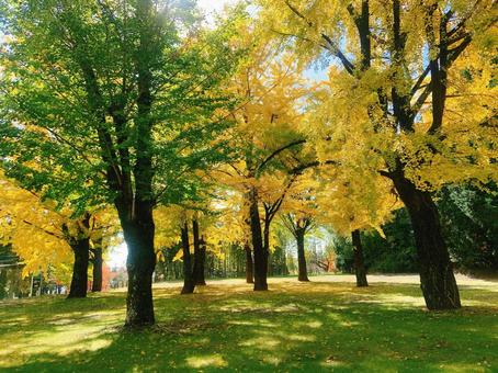 紅葉したイチョウ 紅葉,秋,山の写真素材