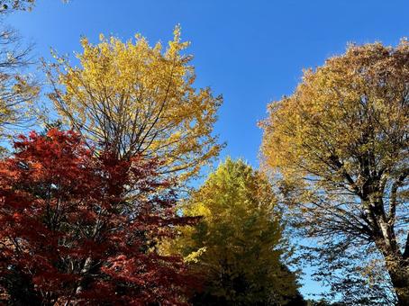 青空に映えるカラフルな秋の紅葉 青空に映えるカラフルな秋の紅葉 紅葉,黄葉,褐葉の写真素材