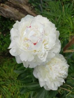 花 しゃくやく 花 しゃくやくの写真