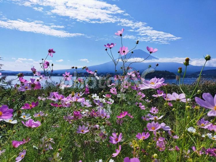 湖の湖畔の秋桜と富士山 秋桜,富士山,河口湖の写真素材