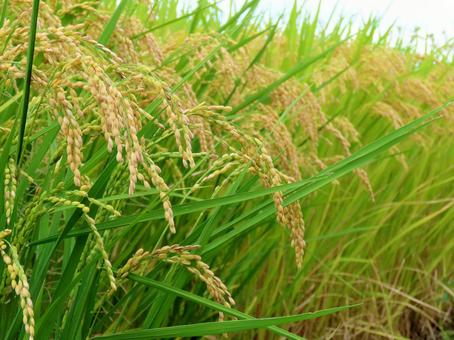 収穫が近い稲 収穫が近い稲 米,稲穂,稲の写真素材