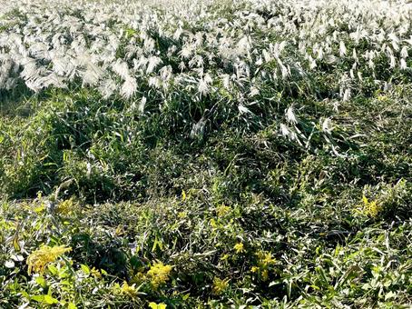 崖に生えるススキの群生の写真