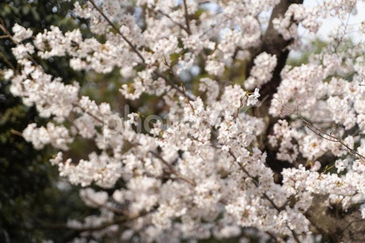 満開の花が春を告げる① 桜,満開,春の写真素材