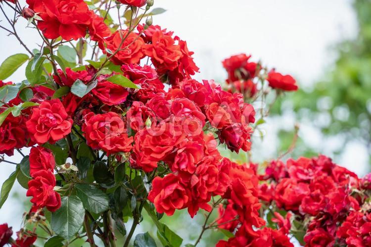 富士中央公園のバラ 薔薇,ローズ,roseの写真素材