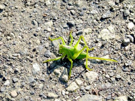 砂利道に現れたコロギスのメス 砂利道に現れたコロギスのメスの写真