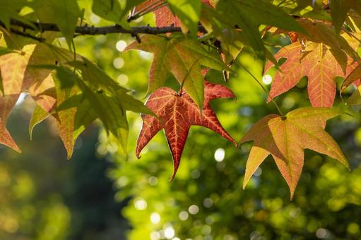 赤く色づいた紅葉 赤く色づいた紅葉の写真