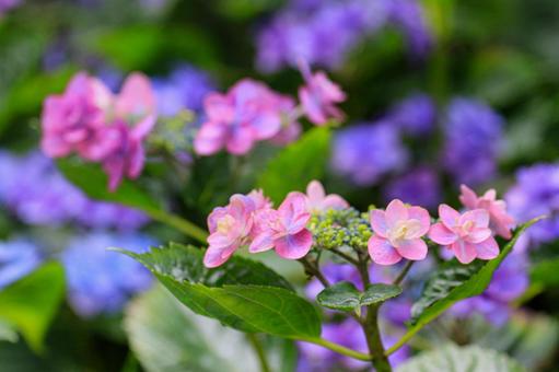 Hydrangea, JPG Hydrangea, JPG