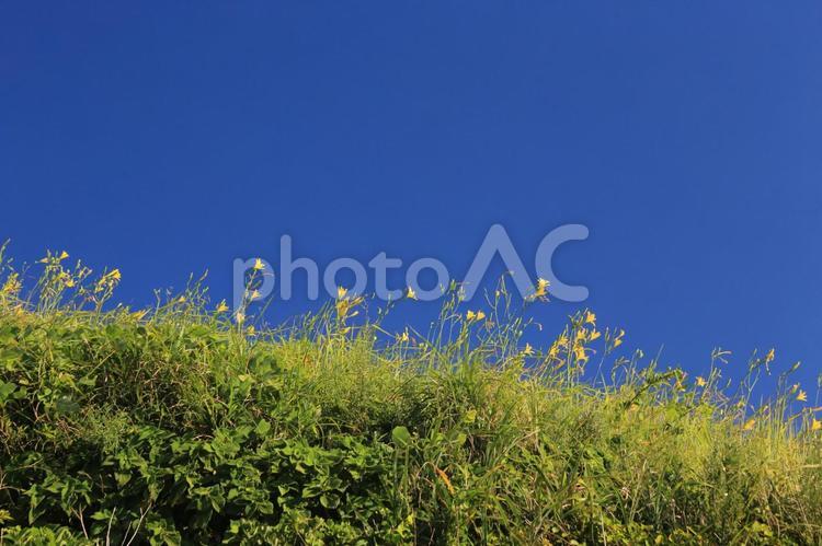 伊豆半島最南端のユウスゲ公園の景色 伊豆半島,最南端,ユウスゲ公園の写真素材