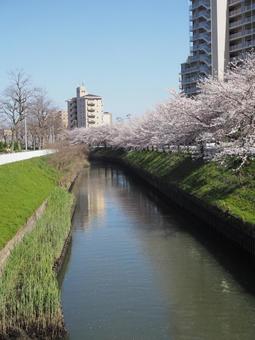川と桜 川と桜の写真