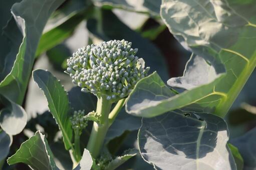 緑の葉と茎ブロッコリーのアップの風景 緑,葉,茎ブロッコリーの写真素材