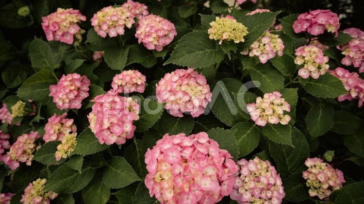 赤や青や紫や白のたくさんの紫陽花 紫陽花,緑,花の写真素材