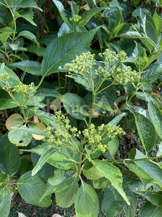紫陽花（墨田の花火） 紫陽花,あじさい,アジサイの写真素材