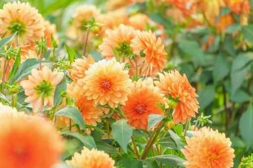 オレンジのポンポンダリアの花背景 ダリア,オレンジ,橙色の写真素材