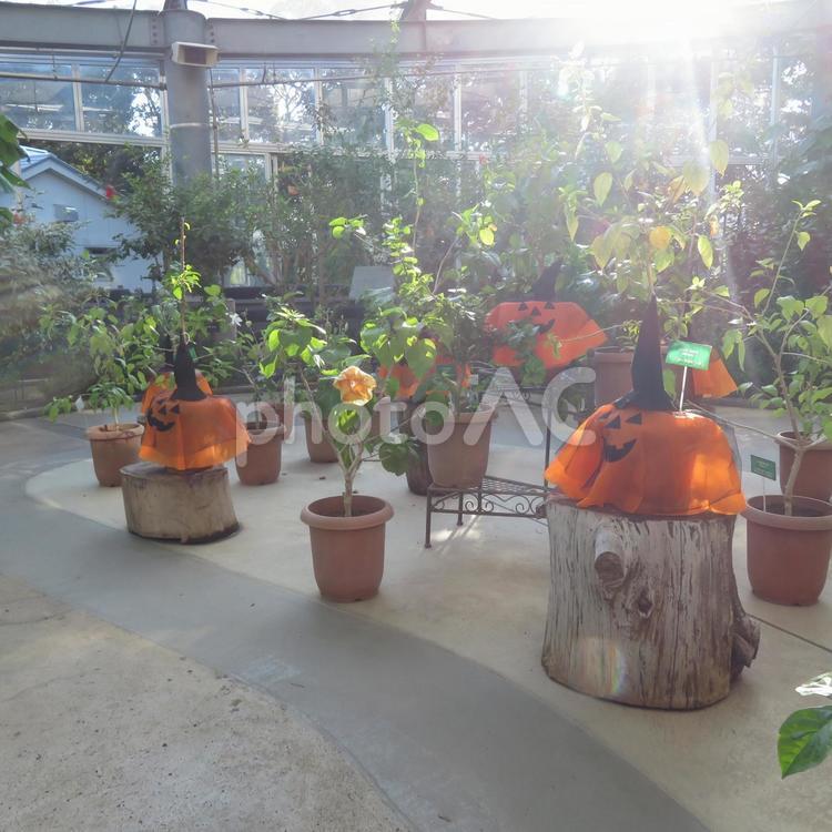 光の差し込むハロウィン飾りの鉢植え達 鉢植え,植物,飾りの写真素材