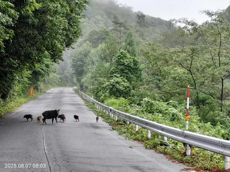 イノシシ 親子 道路 出没 イノシシ 親子 道路 出没 イノシシ,猪,親子の写真素材