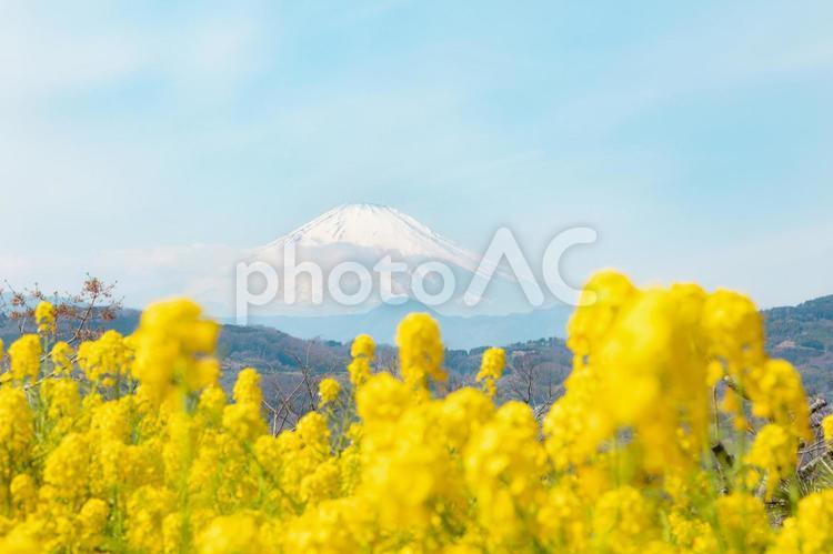 菜の花と富士山　横構図 菜の花,アブラナ,黄色の写真素材