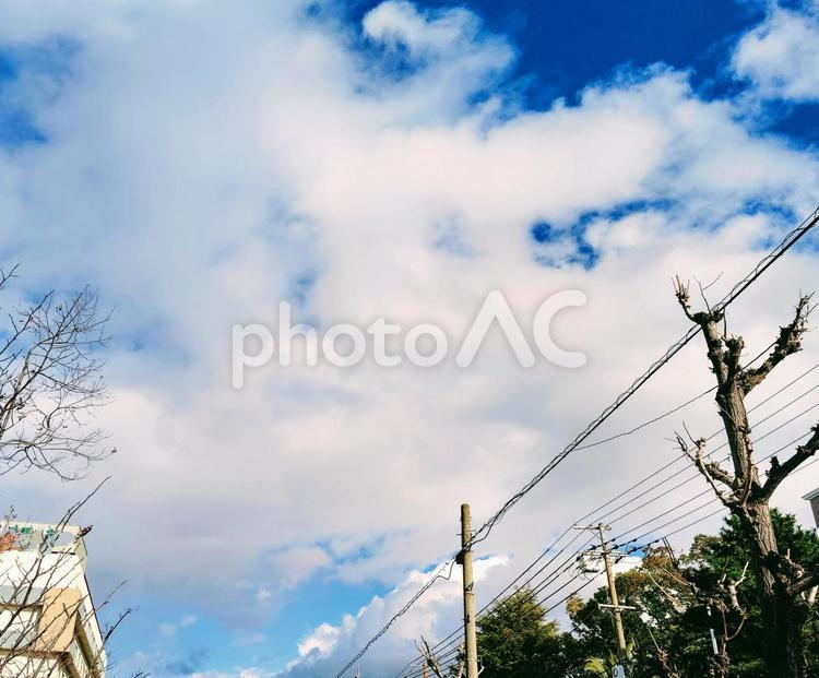 まだ寒い3月の空 空,木,春の写真素材