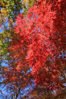 紅葉 紅葉の写真