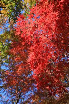 紅葉 紅葉,モミジ,もみじの写真素材