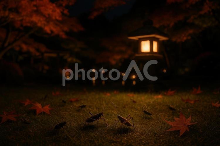 鈴虫の鳴き声響く秋の夜 秋,鈴虫,虫の写真素材