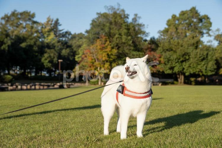 秋の公園で散歩する柴犬 柴犬,秋,景色の写真素材