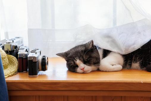 窓辺の猫 窓辺の猫 マンチカン,猫,窓の写真素材