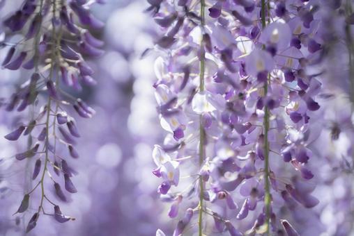 柔らかく咲く藤の花 柔らかく咲く藤の花の写真