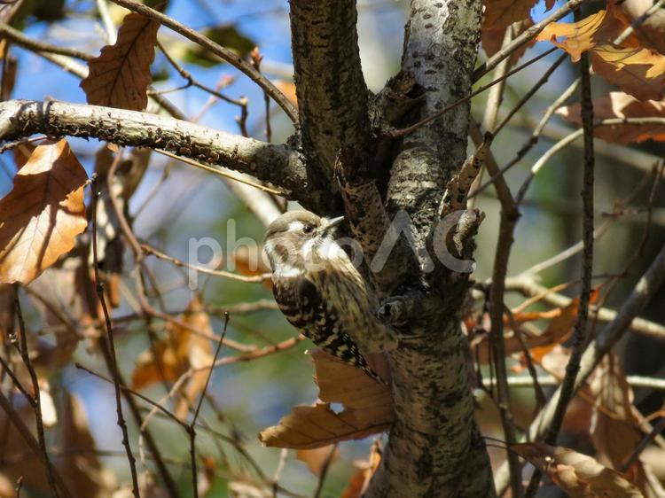 木の幹に留まるコゲラ コゲラ,小啄木鳥,こげらの写真素材