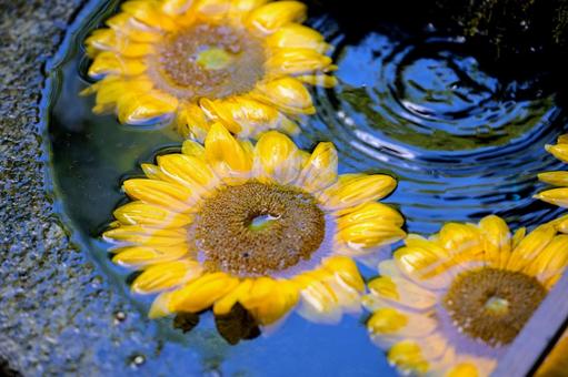 花手水 花手水 花手水,ひまわり,水の写真素材