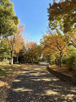秋の紅葉の並木道(2) 紅葉,並木道,遊歩道の写真素材