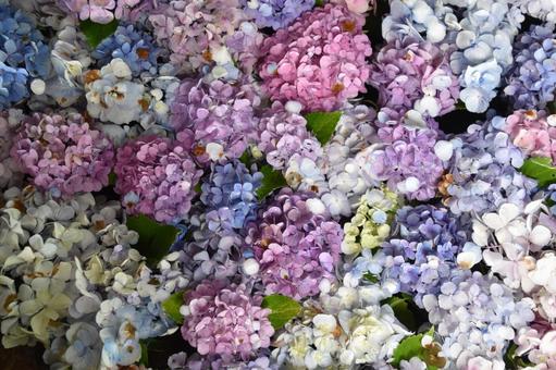 水に浮く花 水に浮く花 花,植物,キレイの写真素材