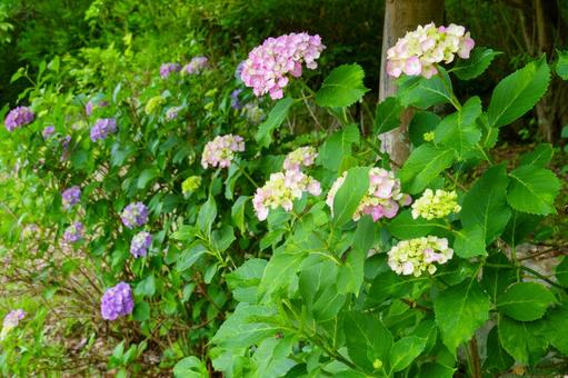 彩り豊かな紫陽花の咲く小道 彩り豊かな紫陽花の咲く小道の写真
