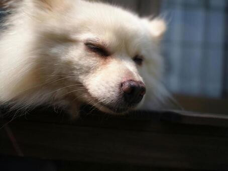 犬 犬の写真