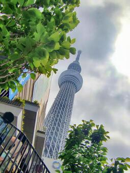 曇り日の東京スカイツリー-145 東京スカイツリー,曇り日,雲の写真素材