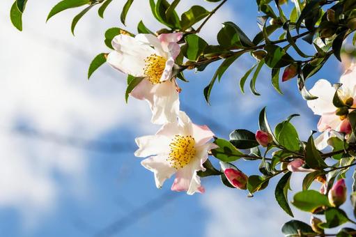 サザンカ⑷の写真