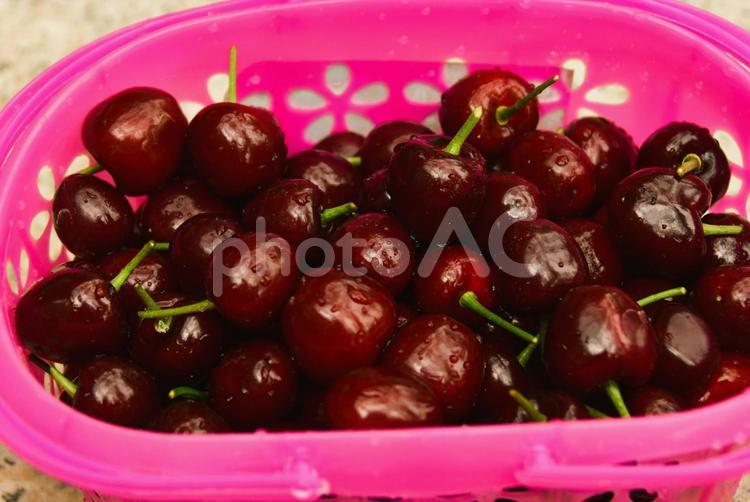 摘みたてのさくらんぼ さくらんぼ,サクランボ,桜桃の写真素材