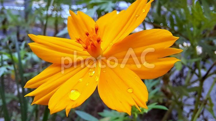 雨の日のキバナコスモス キバナコスモス,花,秋の写真素材