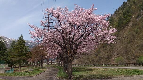 春を象徴する花・桜 桜,公園,春の写真素材