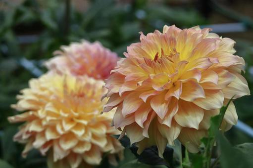 Photo, dahlia, flower, asteraceae plant, 