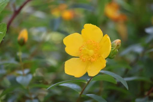 黄色のセイヨウオドギリソウの花のアップの写真