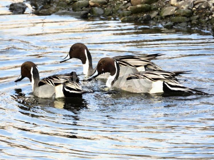 川面を泳ぐ3羽のオナガガモ 鳥,野鳥,オナガガモの写真素材