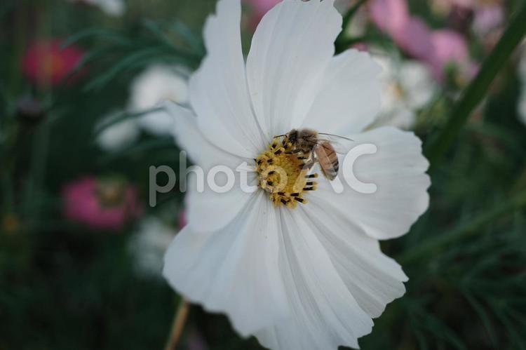 秋桜。 秋桜,コスモス,京都府立植物園の写真素材